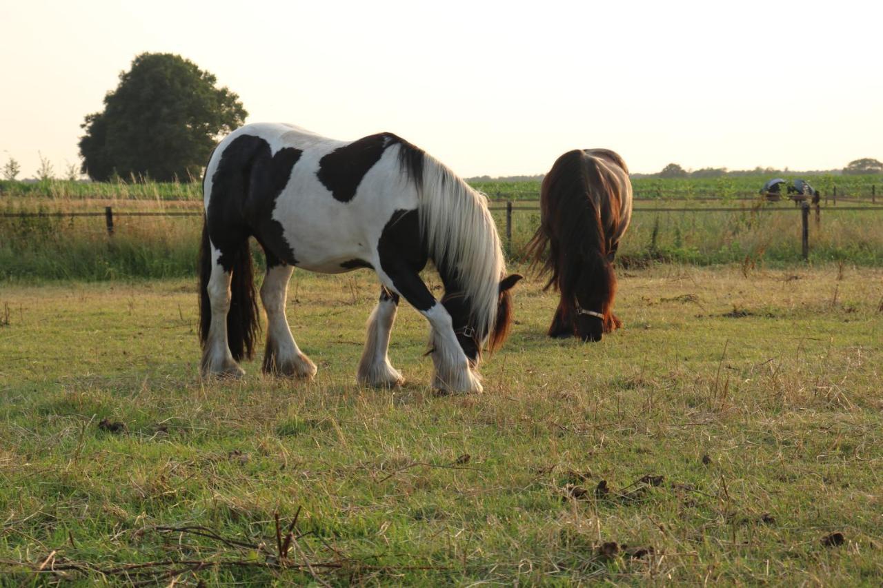 Slapen Tussen De Paarden Otel Essen Dış mekan fotoğraf